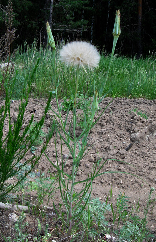 Изображение особи Tragopogon dubius ssp. major.