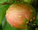 Malus domestica. Плод в каплях дождя. Подмосковье, г. Одинцово, одичавшее на месте снесенной усадьбы. Август 2013 г.