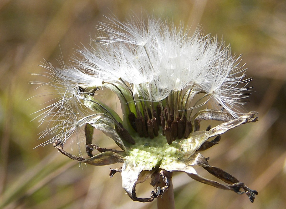 Изображение особи Taraxacum stevenii.