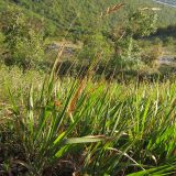 Brachypodium подвид caespitosum