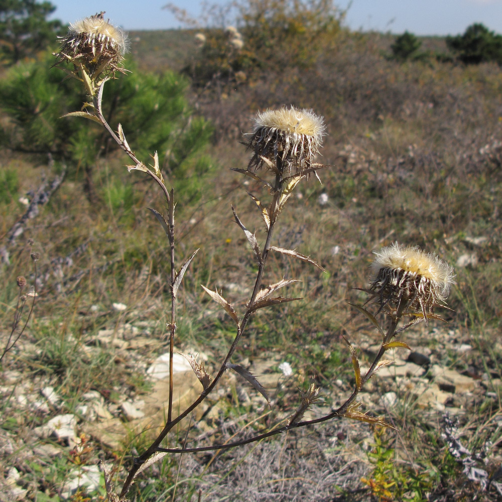 Image of Carlina biebersteinii specimen.