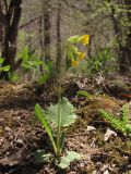 Primula macrocalyx. Цветущее растение. Крым, зап. склон Долгоруковской яйлы. 27 апреля 2013 г.