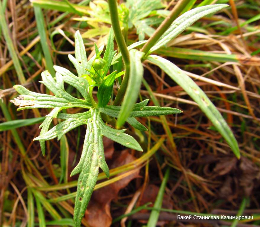 Image of genus Ranunculus specimen.