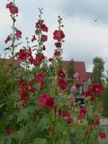 Alcea rosea