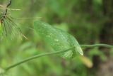 Bupleurum longifolium subspecies aureum