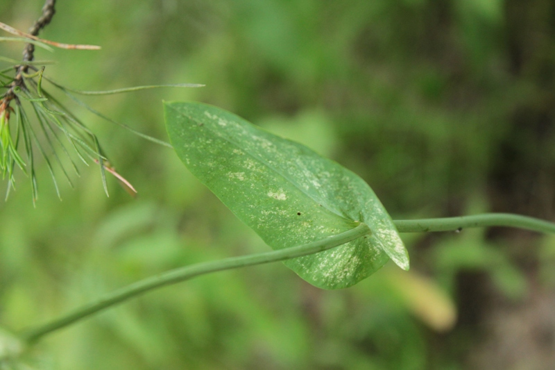 Изображение особи Bupleurum longifolium ssp. aureum.