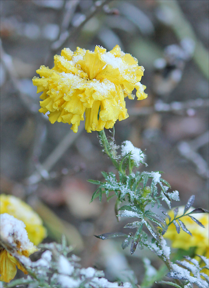 Изображение особи Tagetes erecta.