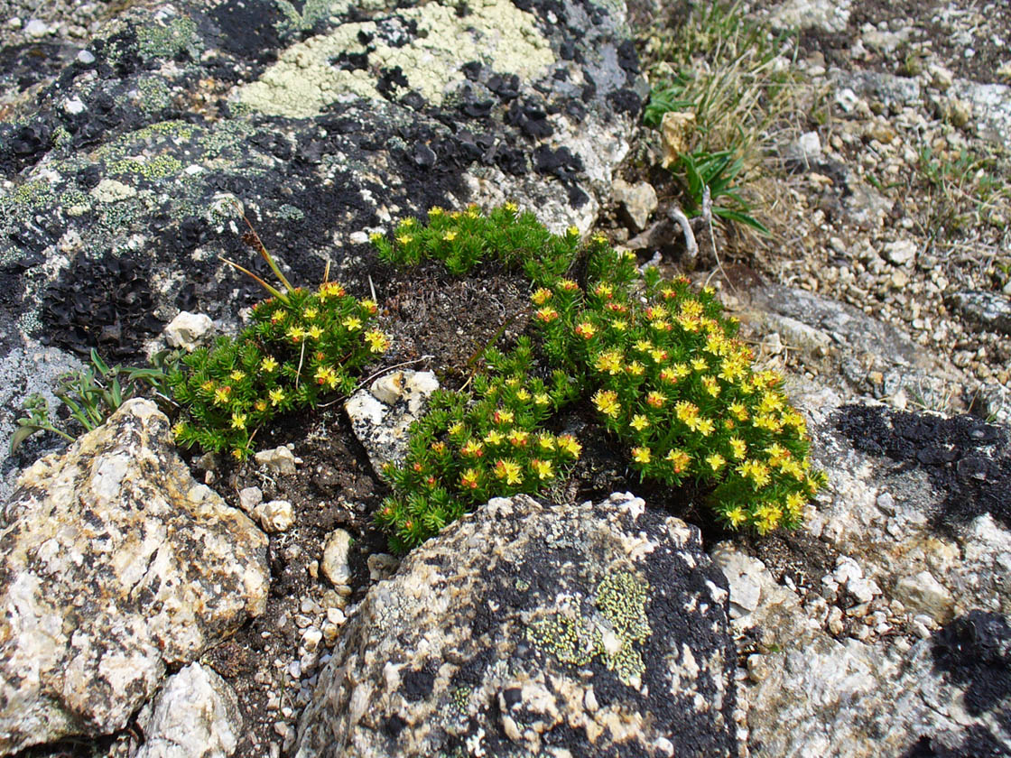 Image of Rhodiola quadrifida specimen.
