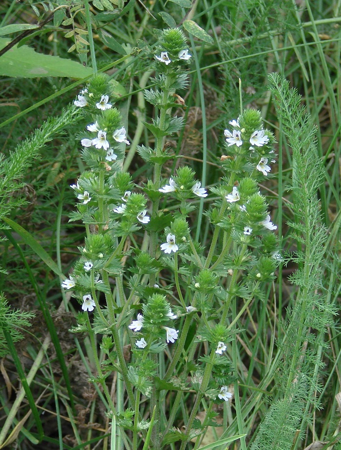 Image of Euphrasia pectinata specimen.