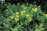 Arnica sachalinensis