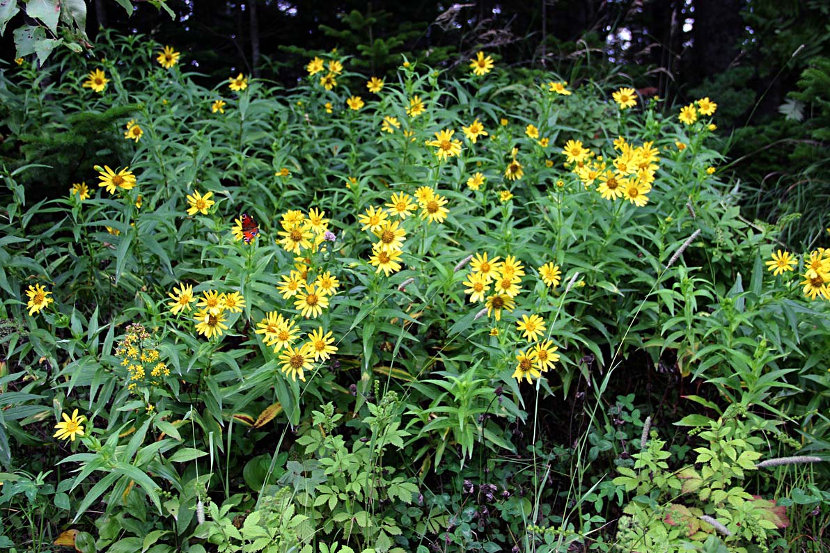 Изображение особи Arnica sachalinensis.