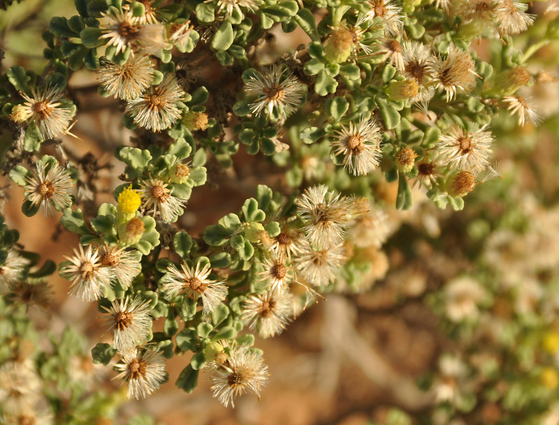 Изображение особи Pulicaria stephanocarpa.