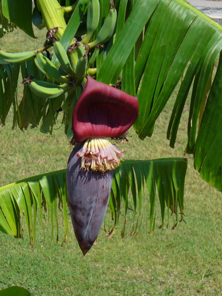 Image of Musa acuminata specimen.