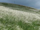 Stipa pennata