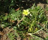 Tribulus terrestris