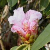Rhododendron calophytum. Соцветие с раскрывающимися цветками. Германия, г. Дюссельдорф, Ботанический сад университета. 02.03.2014.