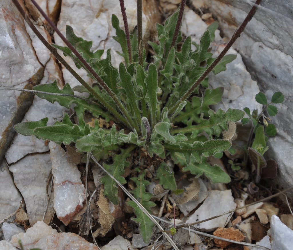 Image of genus Leontodon specimen.