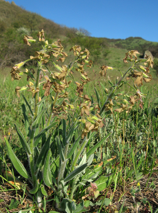 Image of Hesperis tristis specimen.