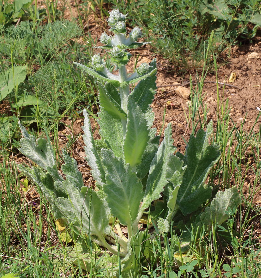 Image of Salvia aethiopis specimen.