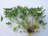 Geranium sibiricum. Выкопанное цветущее растение. Новосибирская обл., Карасукский р-н, с. Благодатное, в проулке. 14.06.2014.