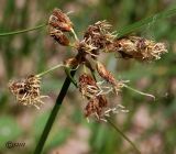 genus Bolboschoenus