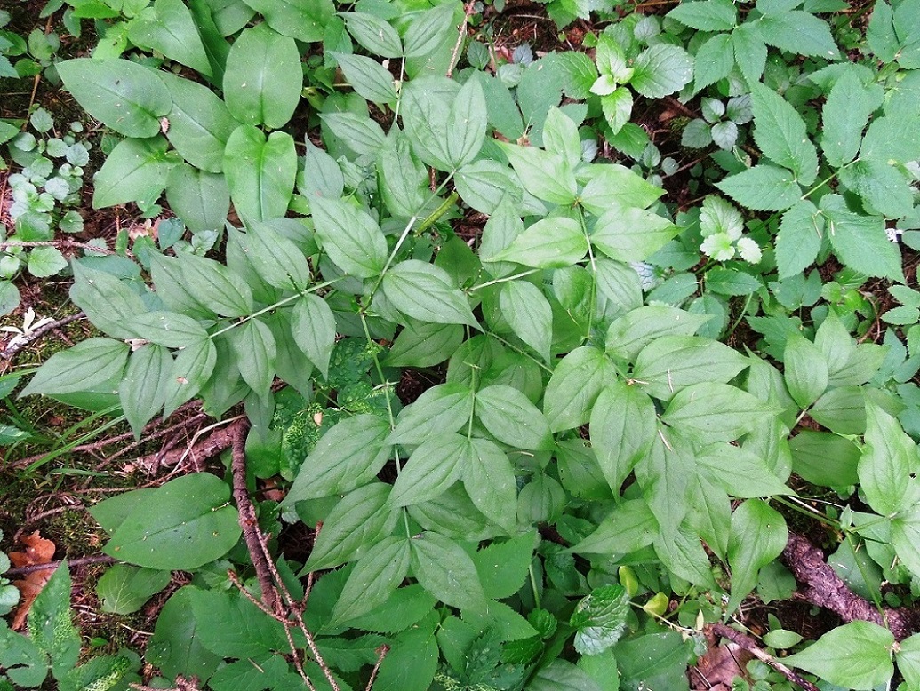 Изображение особи Lathyrus vernus.