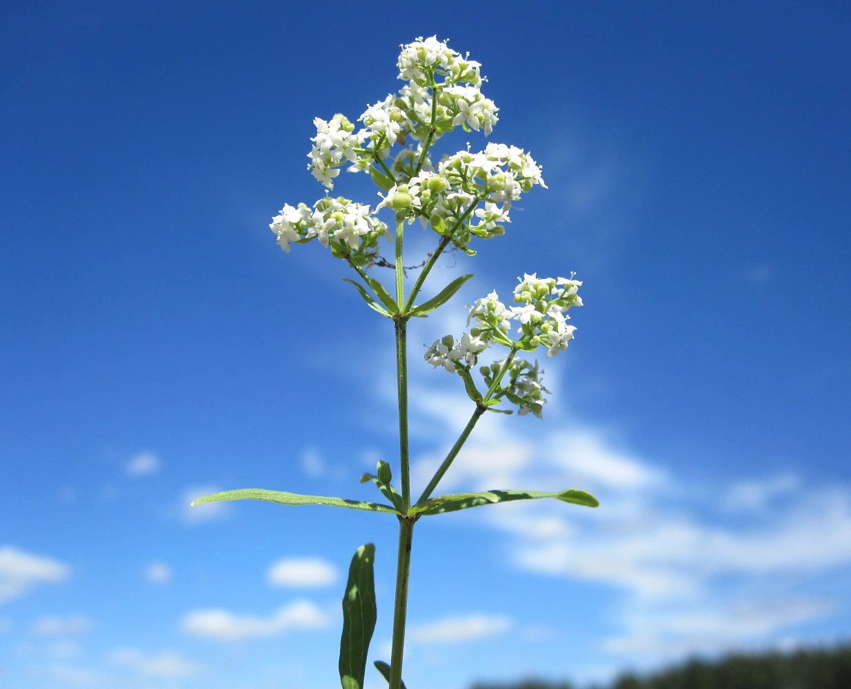 Image of Galium boreale specimen.