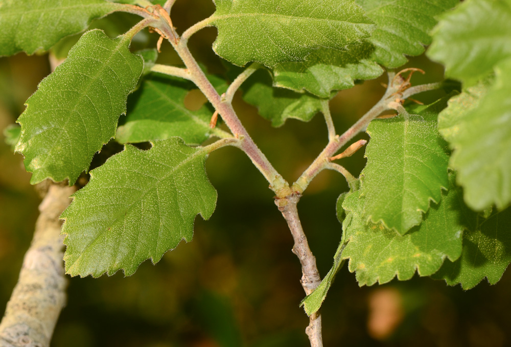 Изображение особи Quercus boissieri.