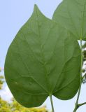 Cercis chinensis. Лист (нижняя сторона). Германия, г. Дюссельдорф, Ботанический сад университета. 03.06.2014.