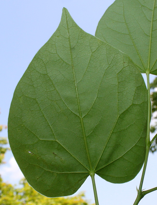 Image of Cercis chinensis specimen.