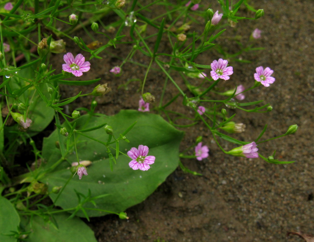 Изображение особи Psammophiliella muralis.