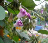 Ipomoea purpurea