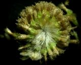 Artemisia jacutica