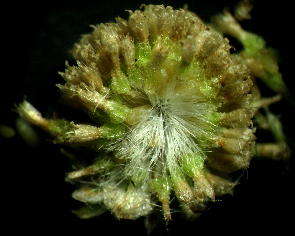 Image of Artemisia jacutica specimen.
