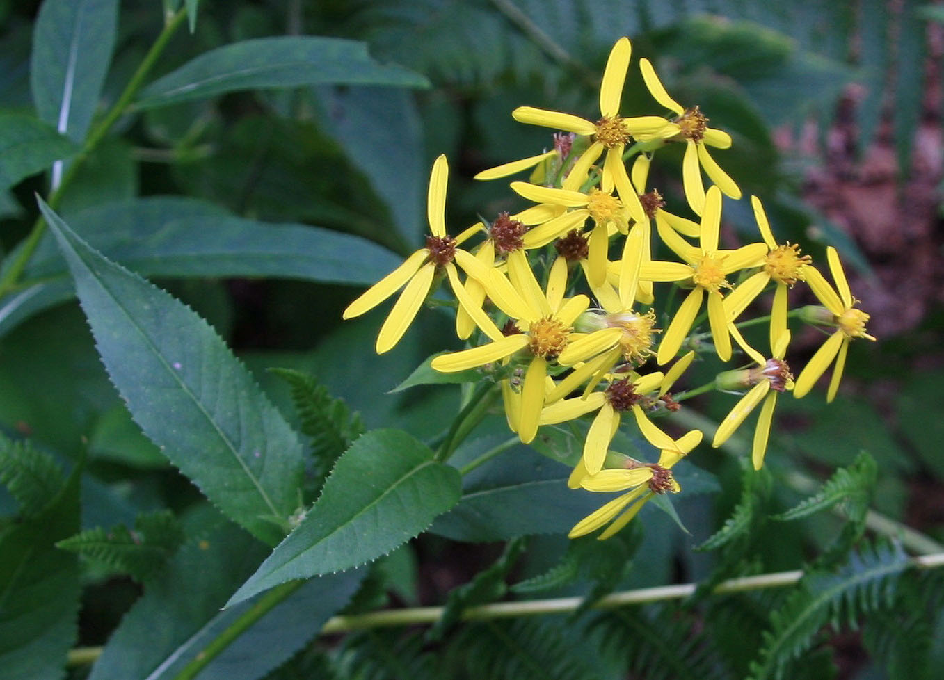 Изображение особи Senecio propinquus.