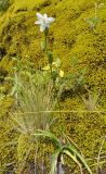 familia Asphodelaceae. Цветущее растение. Перу, археологический комплекс \"Писак\", высота 2970 м н.у.м. 12 марта 2014 г.