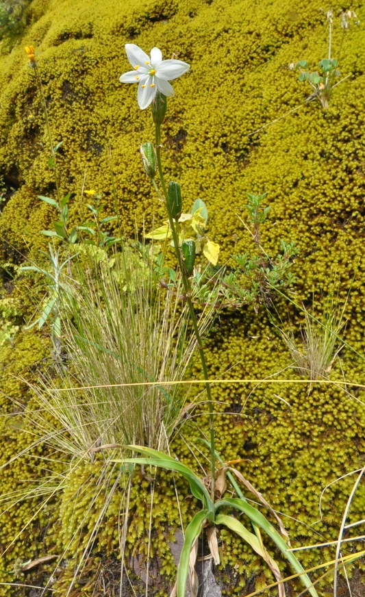 Изображение особи семейство Asphodelaceae.