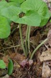 Asarum canadense