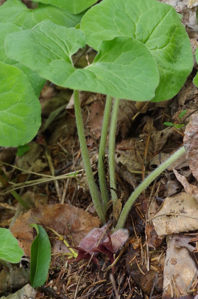 Изображение особи Asarum canadense.