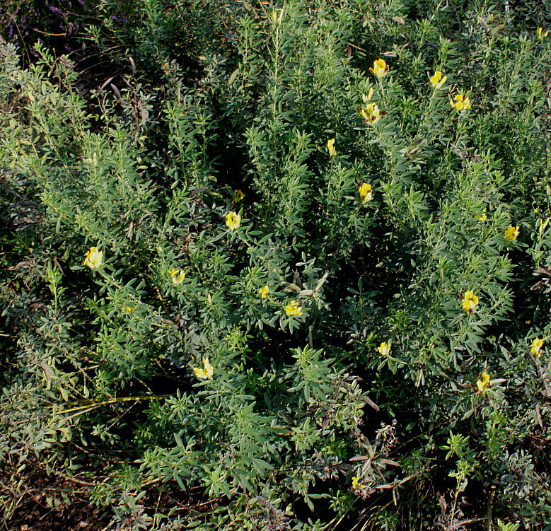 Изображение особи Chamaecytisus supinus.