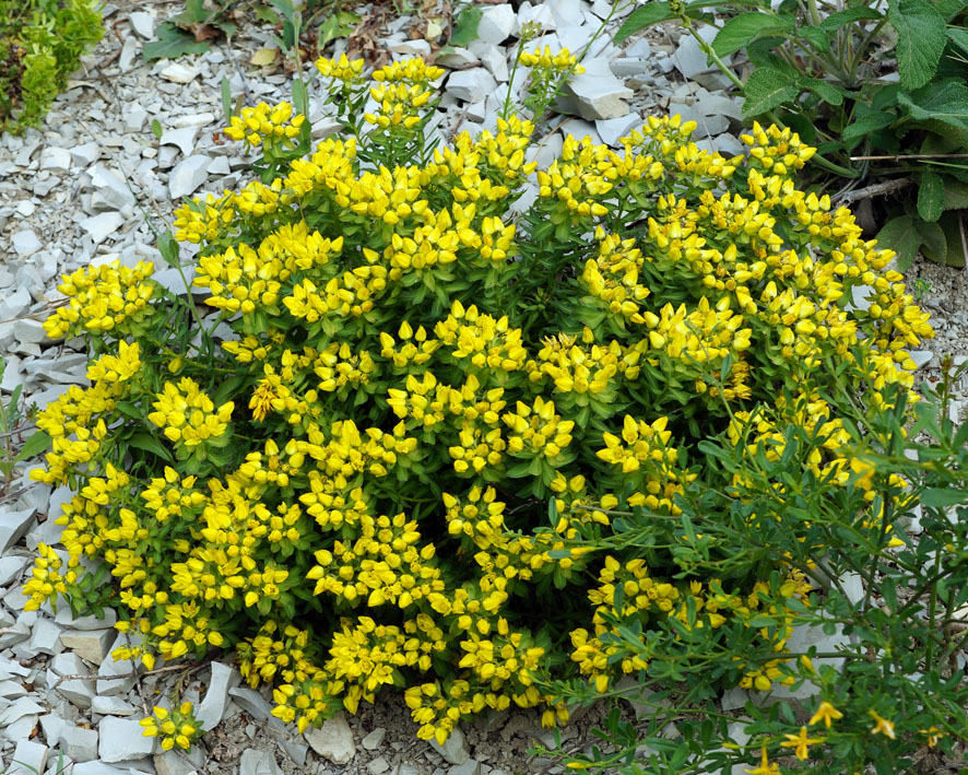 Image of Haplophyllum thesioides specimen.