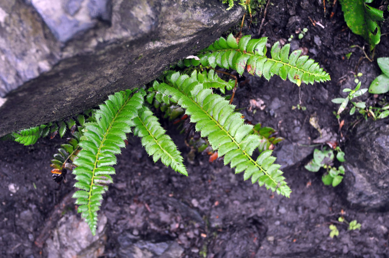 Изображение особи Polystichum lonchitis.