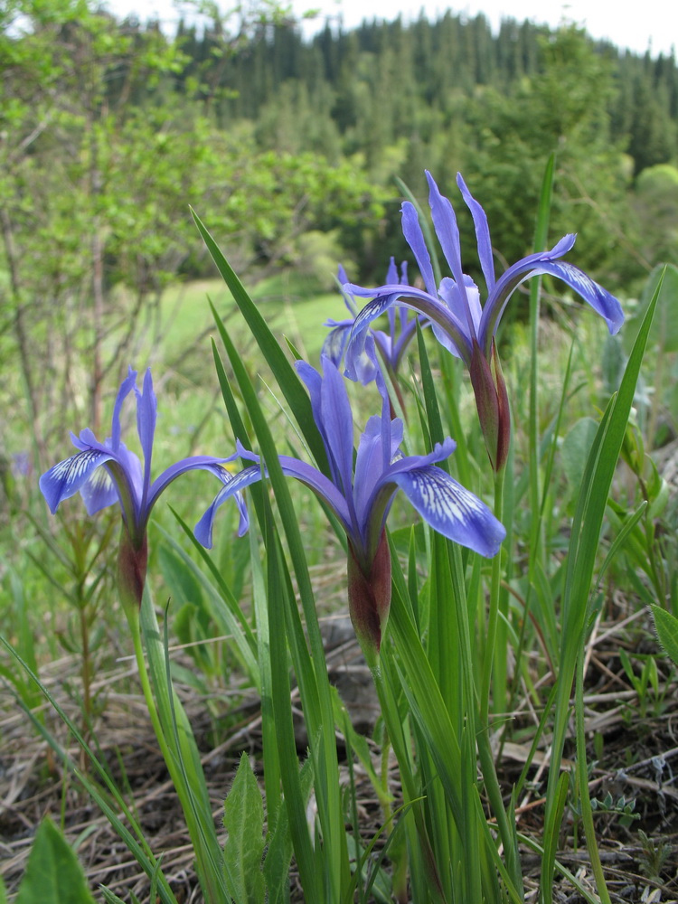 Изображение особи Iris ruthenica.