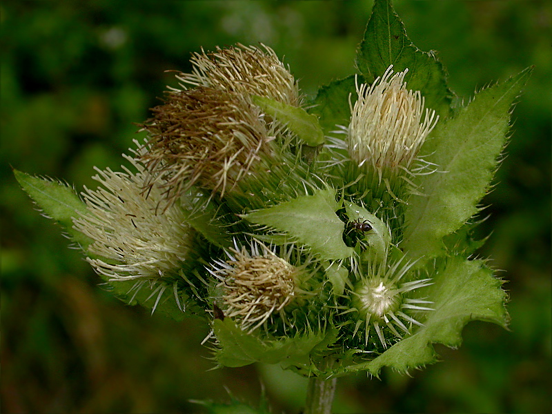 Изображение особи Cirsium oleraceum.