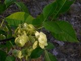 Ptelea trifoliata