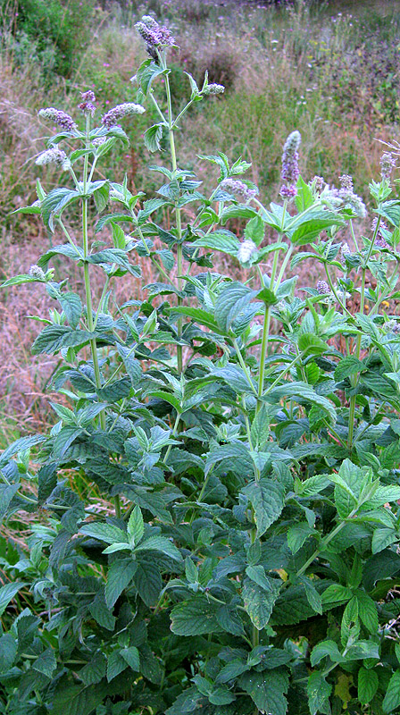 Image of Mentha longifolia specimen.