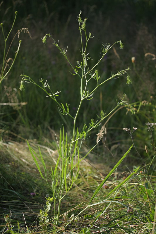 Изображение особи Falcaria vulgaris.