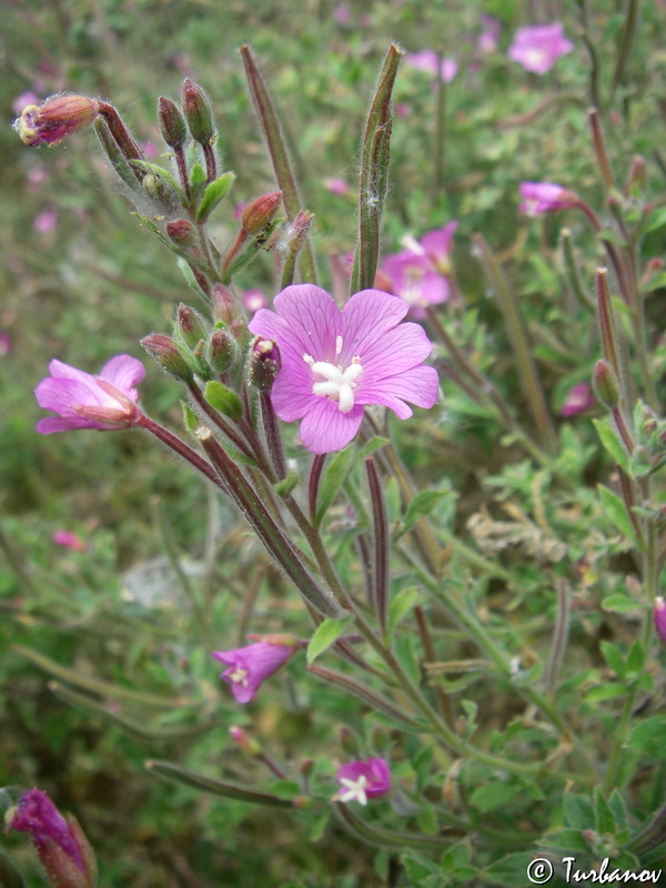 Изображение особи Epilobium villosum.