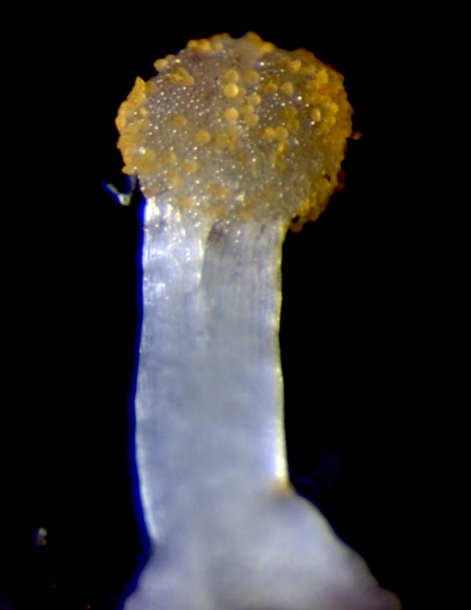 Image of Cuscuta japonica specimen.