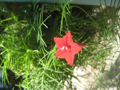 Image of Ipomoea quamoclit specimen.